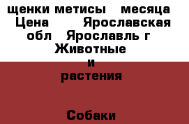 щенки метисы 2 месяца › Цена ­ 1 - Ярославская обл., Ярославль г. Животные и растения » Собаки   